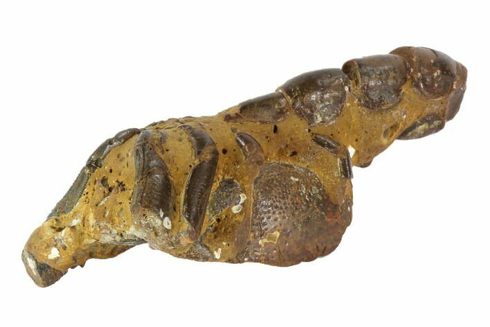 Fossil Mud Lobster (Thalassina) - Australia #95773